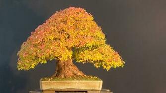 Bonsai Tree Background Net