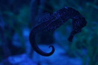 Seahorse Wallpaper