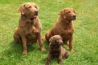Chesapeake Bay Retriever Puppies HD Pictures Image Wallpaper