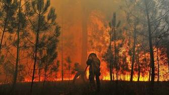 Forest Fire Wallpaper
