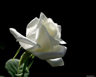 The White Rose On A Black Background Flowers