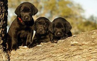 Black Labrador Puppy HD Wallpaper