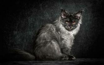 Wallpaper Maine Coon Cat Black