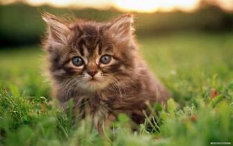 Pin Wallpaper Cat Widescreen Index