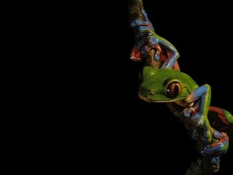 Tree Frog Wallpaper Let Go