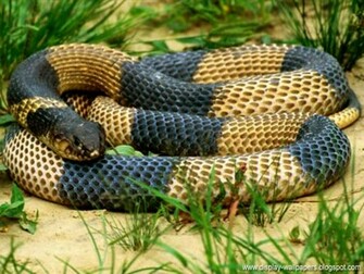 Snake Wallpaper HD Best Background