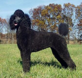 Poodle My Doggy Rocks