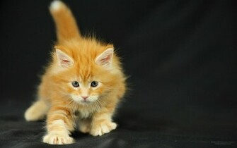 Maine Coon Cats Desktop Wallpaper Picture X Orinoco