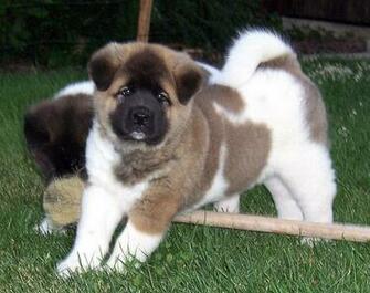 Puppies HD Wallpaper 3d American Akita For Mobile