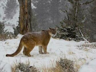 Mountain Lion Background Desktop Wallpaper HD Pictures