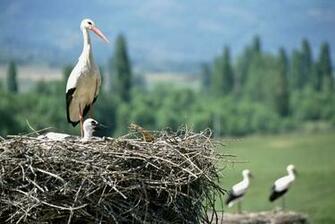 White Stork 4k Ultra HD Wallpaper And Background