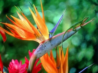 Birds Of Paradise HD Wallpaper Pictures