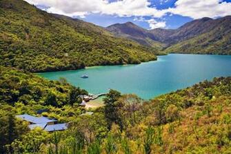 Wallpaper Background Punga Cove Queen Charlotte Sound