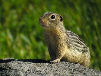 Beautiful Wallpaper Squirrels
