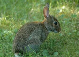 Bunny Rabbit Wallpaper Desktop Background