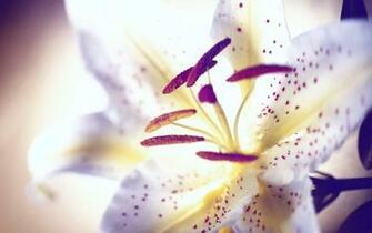 Tiger Lily Flower Wallpaper And Tigerlily Flowers Background