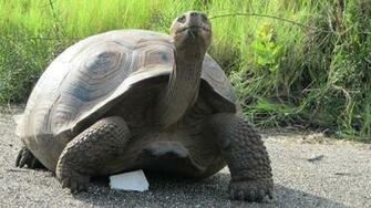 Giant Tortoise HD Wallpaper Background Image Id