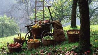 Youwall Harvest Time Wallpaper