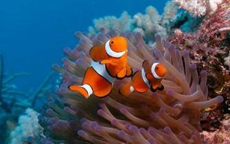 Wallpaper Of Two Clown Fish On The Ocean Floor HD Animals