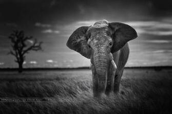 Elephant Black And White Background Wallpaper Baltana