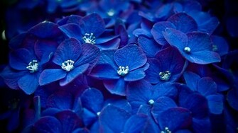 Pretty Blue Background