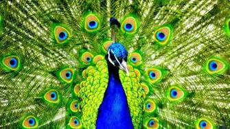 Wallpaper Indian Peafowl Blue X