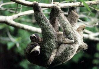 Sloth Animals Funny Pictures And Cute