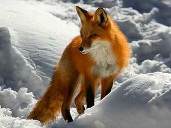 Red Fox Wallpaper
