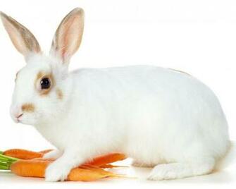 Baby Rabbit Wallpaper At Wallpaperbro