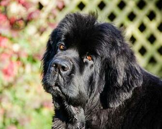 Wallpaper Newfoundland Dog Diver Black Muzzle
