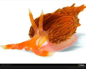 Godiva Nudibranch Wallpaper