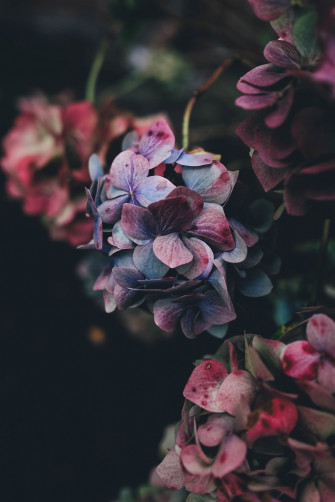 Flower Wallpaper HD Hq