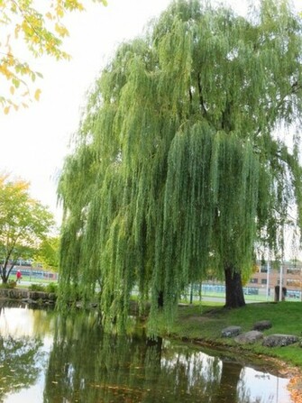 Weeping Willow Tree Wallpaper By Kitteh Pawz