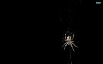 Spider Wallpaper S
