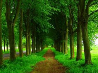 Nature Forest Trees Roads Scenery Wallpaper