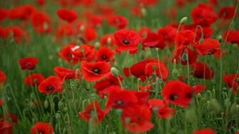 Field Of Poppies Wallpaper