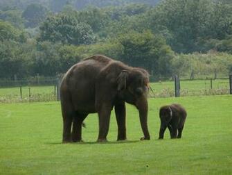 Mama Baby Elephant Wallpaper Which Is Under The