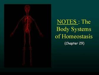 The Human Body Systems Of Homeostasis
