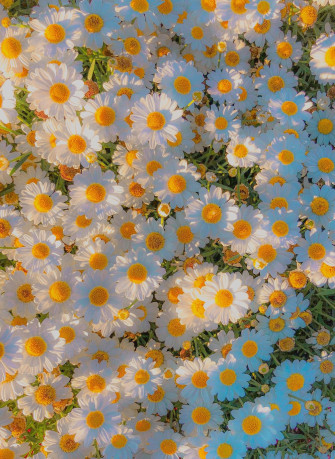 Yellow Aesthetic Pastel Colors Nature Flower Wallpaper