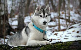 Beautiful White Husky Dog X Close