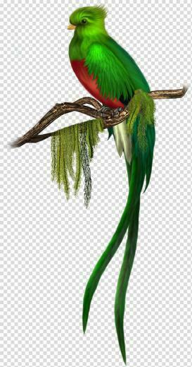 Bird Quetzal Green Red Breasted
