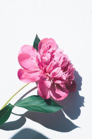 Flower Wallpaper HD Hq