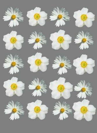 Background Flowers Daisy Background And