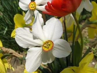 Wallpaper Religious Spring Flowers Desktop Flower