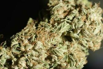 You Are Ing Awesome HD Wallpaper Drugs Weed Plants Or