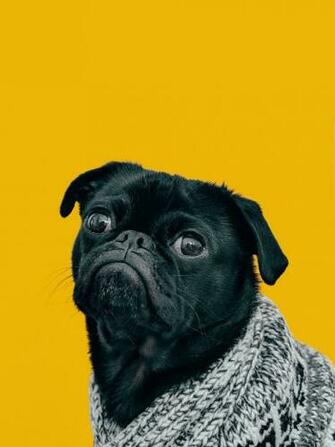 Toshi Wearing A Knit Sweater HD Photo By Charles