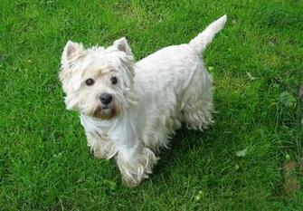 Westies Wallpaper Dog Westie Dogs