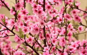 Wallpaper Flowers Branches Bright Spring Sakura Pink