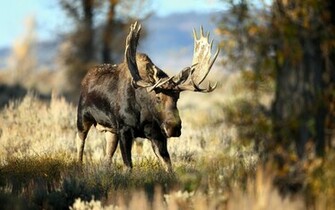Animal Moose Wallpaper