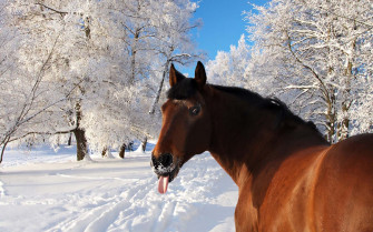 Wallpaper Of A Horse Sticking His